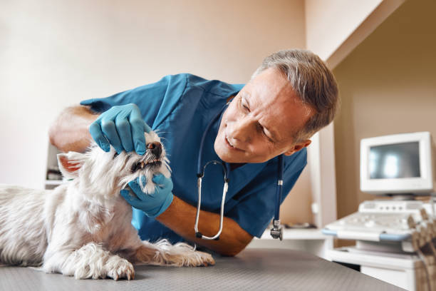 Best Emergency Dentist for Special Needs Patients in Camp Hill, AL